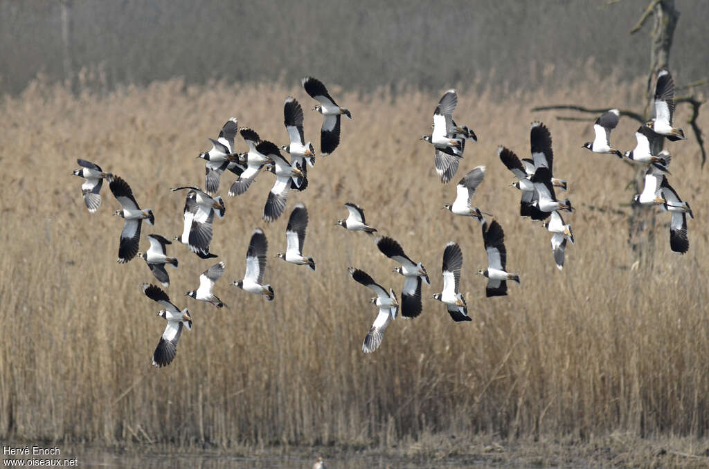 Northern Lapwing, pigmentation, Flight