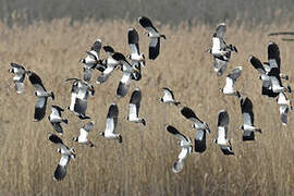 Northern Lapwing