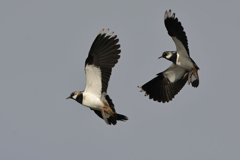 Northern Lapwing