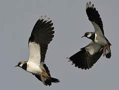 Northern Lapwing