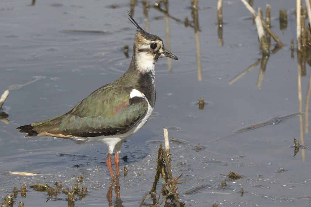 Vanneau huppé, identification