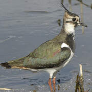 Northern Lapwing