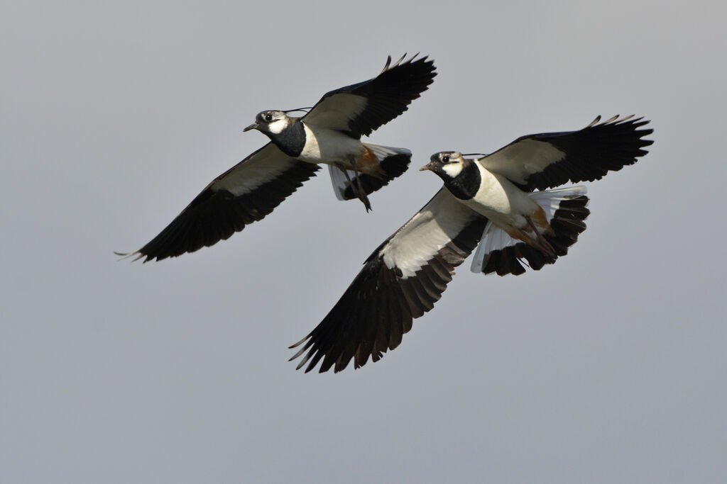 Northern Lapwingadult breeding, Flight