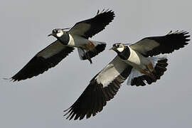 Northern Lapwing