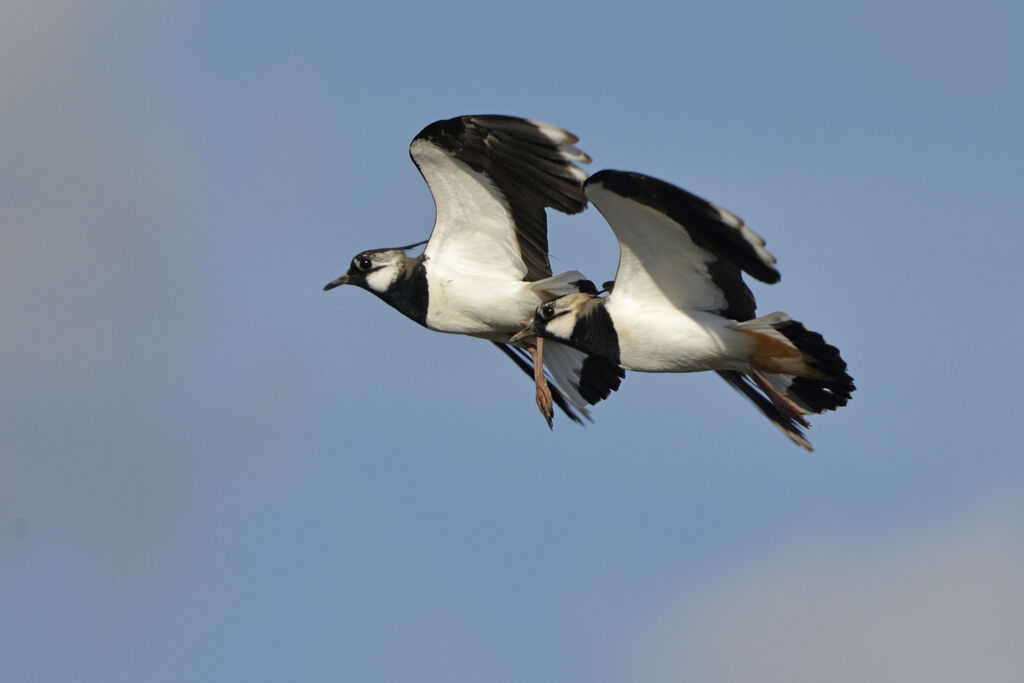 Northern Lapwing, Flight