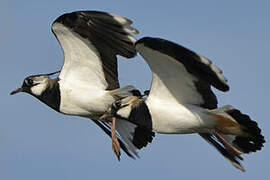 Northern Lapwing