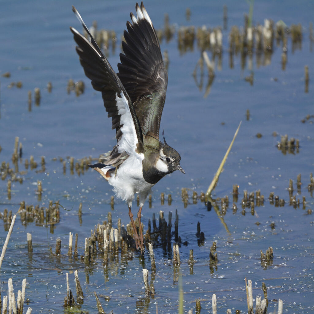 Northern Lapwing