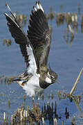 Northern Lapwing