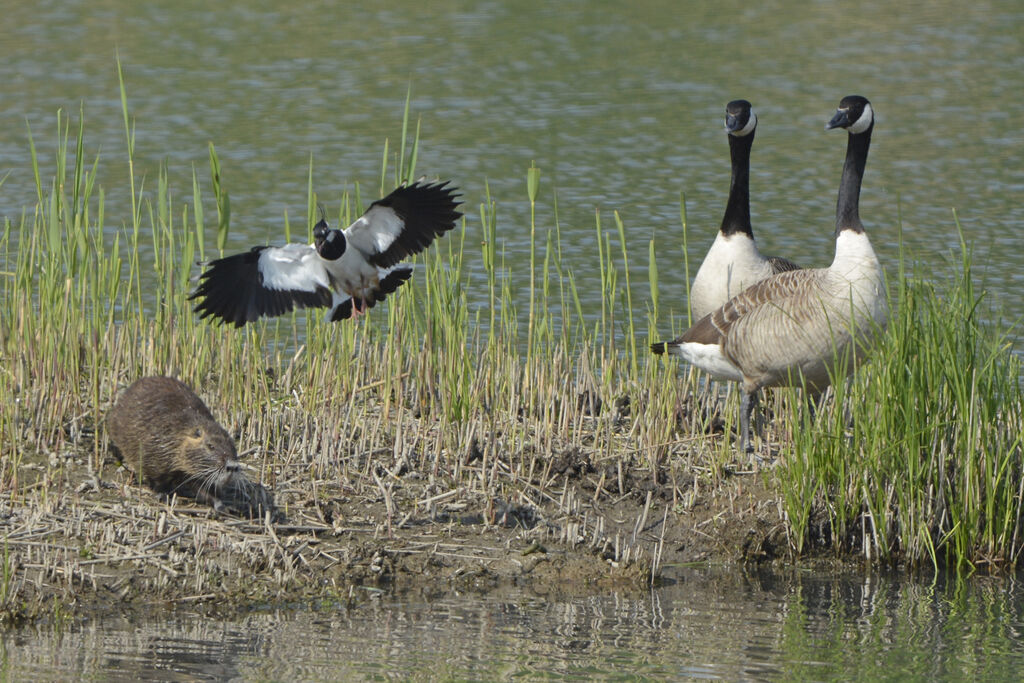 Northern Lapwing, Behaviour