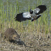 Northern Lapwing