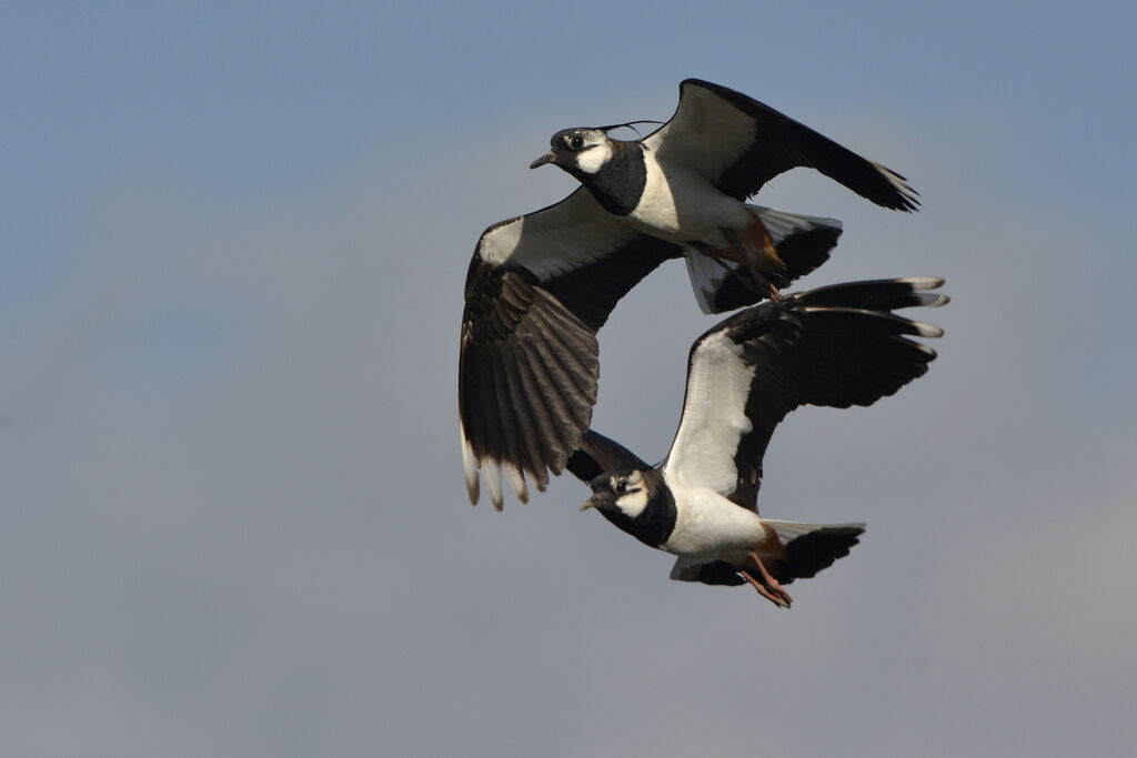 Northern Lapwing