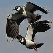 Northern Lapwing