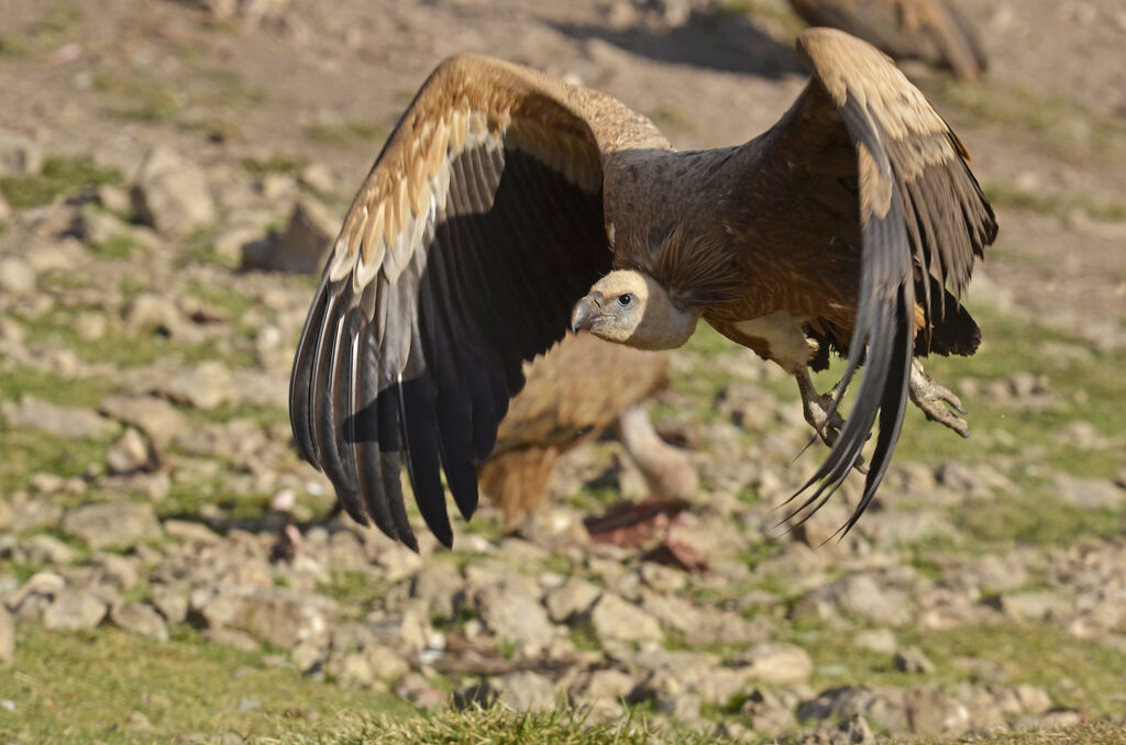 Griffon Vulture