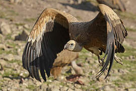 Griffon Vulture