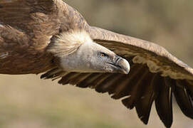 Griffon Vulture