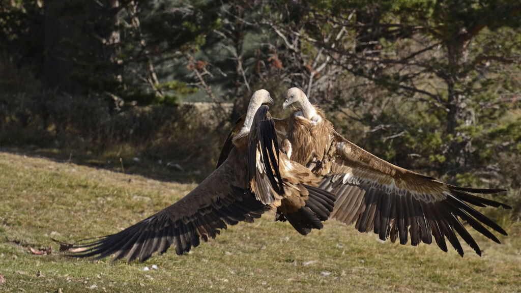 Griffon Vulture