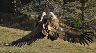 Griffon Vulture