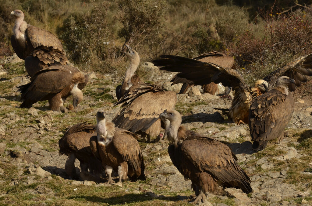 Griffon Vulture