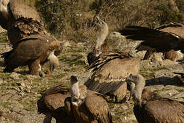 Griffon Vulture