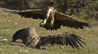 Vautour fauve