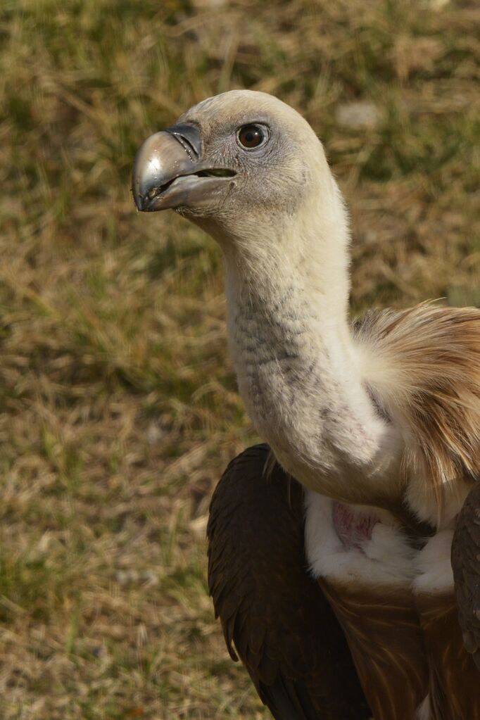 Vautour fauveimmature