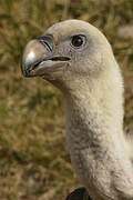 Griffon Vulture