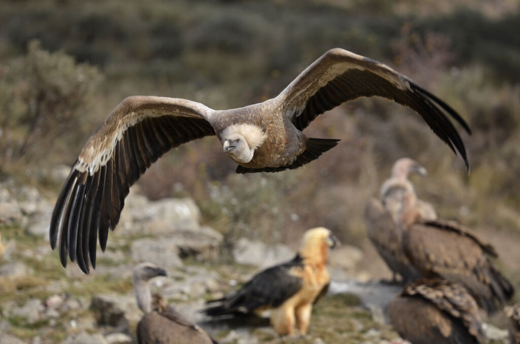 Griffon Vultureadult, Flight