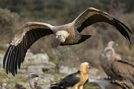 Griffon Vulture