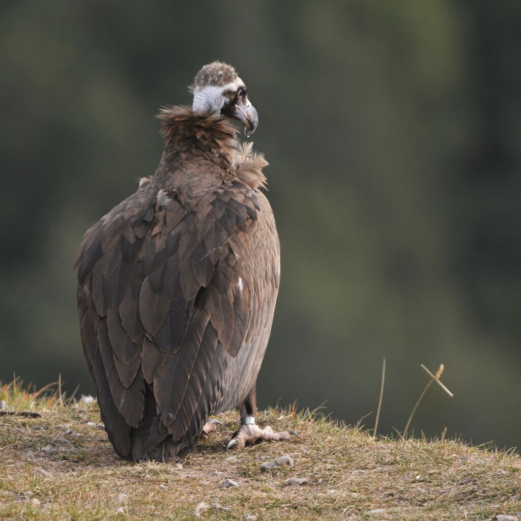 Cinereous Vultureadult, identification