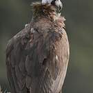 Vautour moine