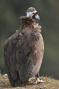 Cinereous Vulture