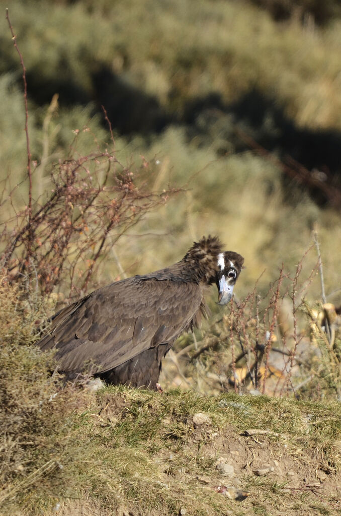 Cinereous Vultureimmature