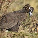 Vautour moine
