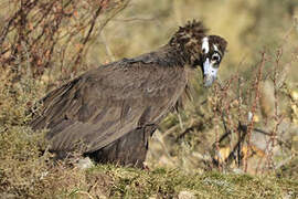 Cinereous Vulture