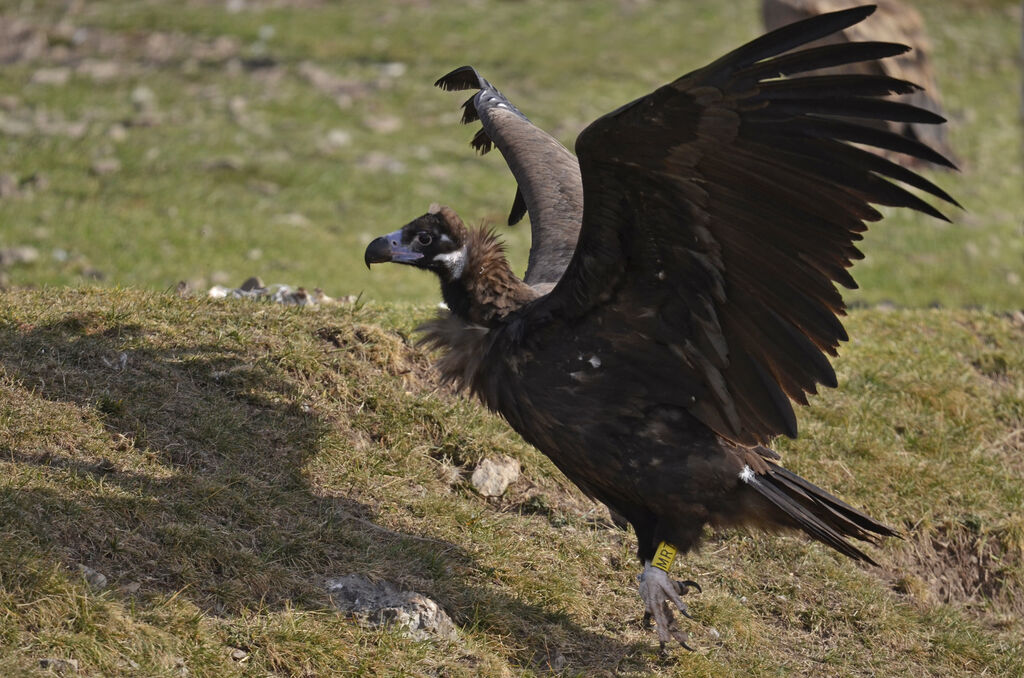 Cinereous Vulturejuvenile