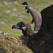 Cinereous Vulture