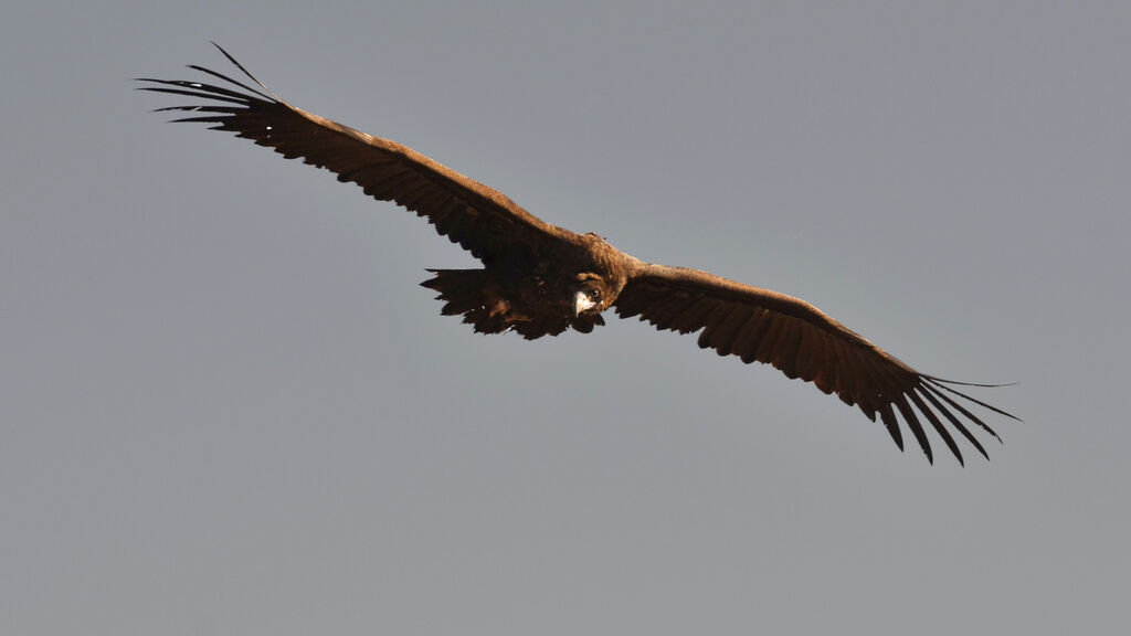 Cinereous Vulture