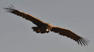 Cinereous Vulture