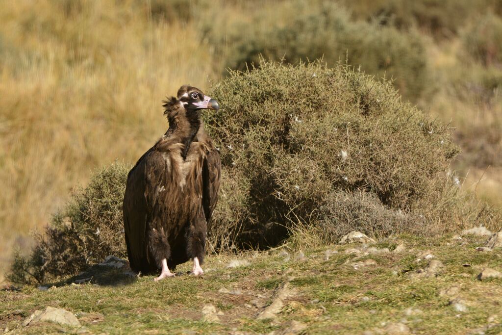 Cinereous Vultureimmature, identification