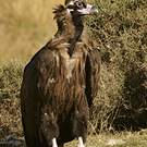 Vautour moine
