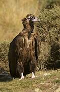 Cinereous Vulture