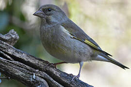 European Greenfinch