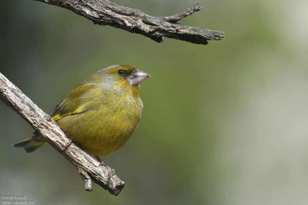 European Greenfinch male adult breeding, identification