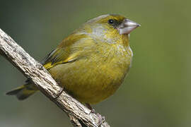 European Greenfinch