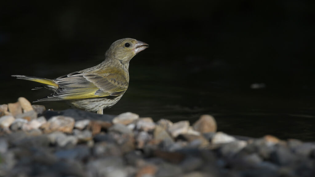 Verdier d'Europe1ère année, identification