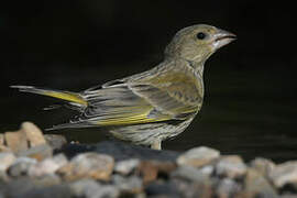 European Greenfinch