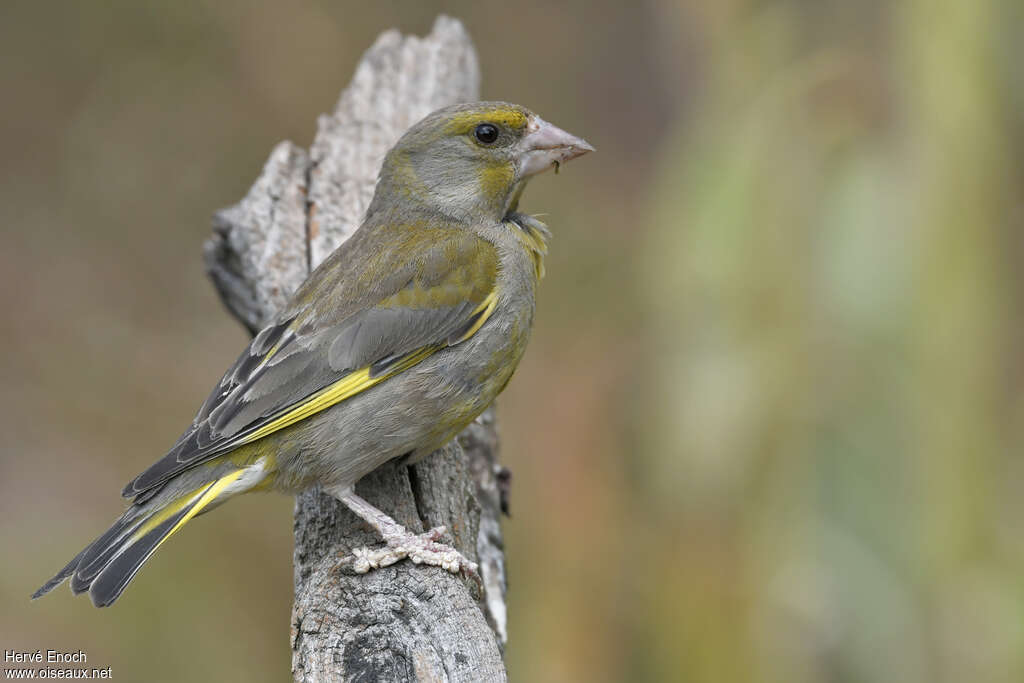 European Greenfinch male adult, identification