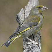 European Greenfinch