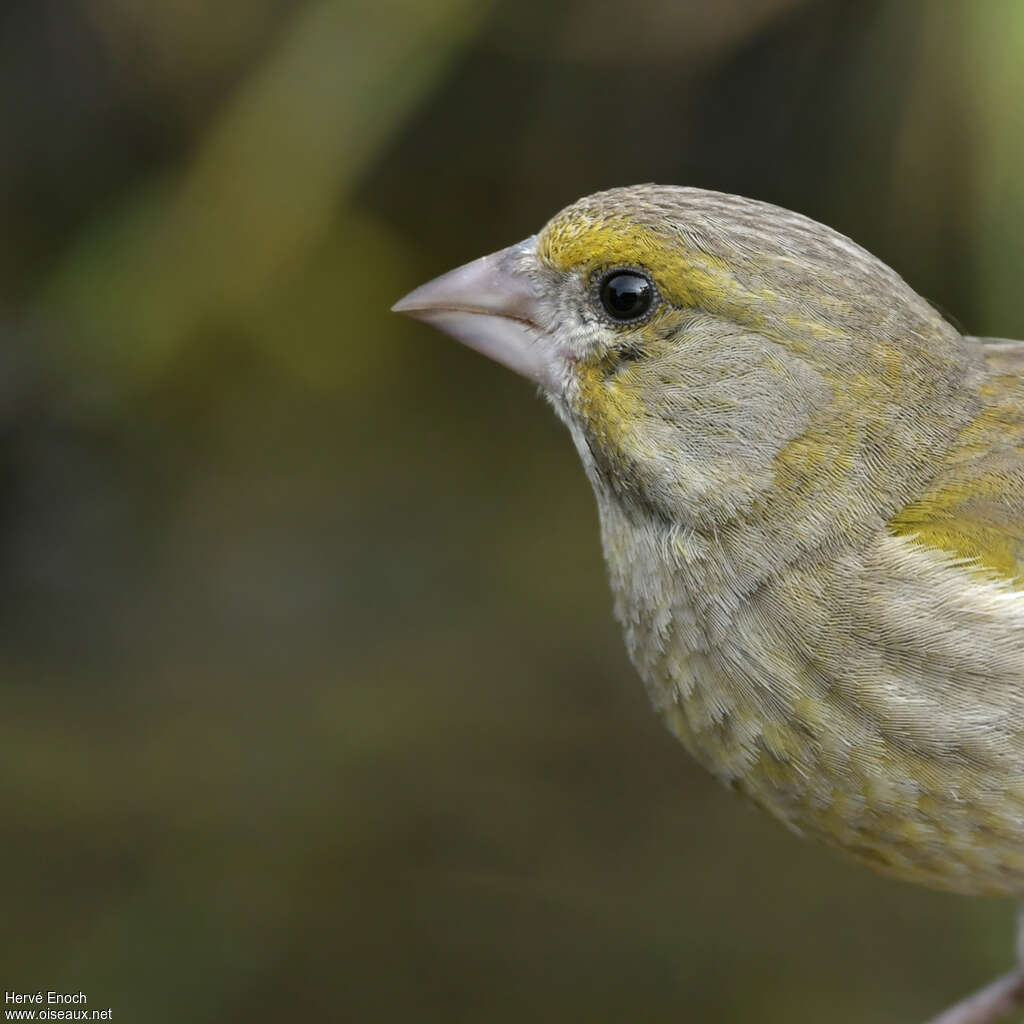 European Greenfinch female adult, close-up portrait