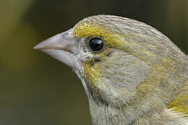 European Greenfinch